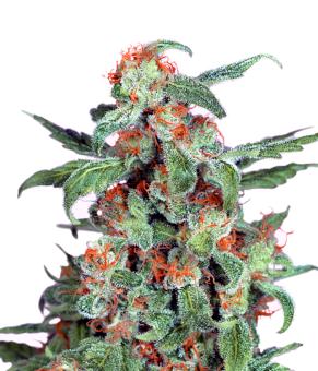 Orange Bud - картинка 3