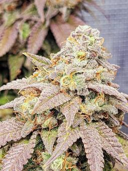 Sour Gorilla Genetics - картинка 2