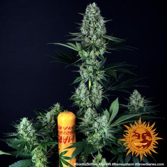 Gorilla Zkittlez - картинка 8