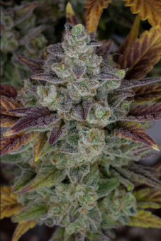 Gorilla Cookies Auto - картинка 4