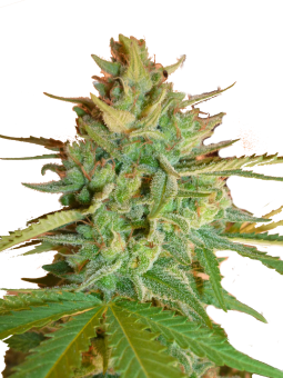 Northern Light - картинка 8
