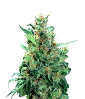 Californian Orange - картинка 10