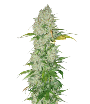 White Widow - картинка 2