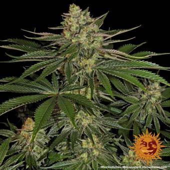 Gorilla Zkittlez - картинка 3