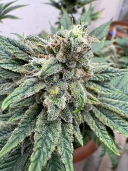 Gorilla Glue G4 - картинка 3