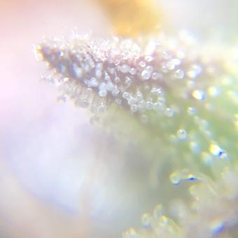 White Widow Auto - картинка 4