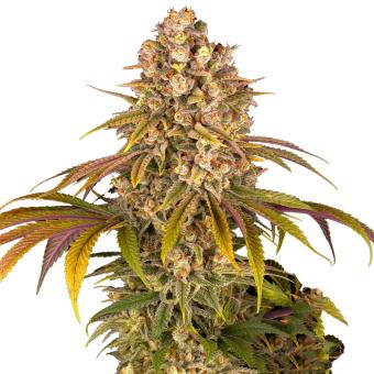 Lemon Tree - картинка 5
