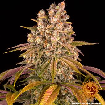Lemon Tree - картинка 4
