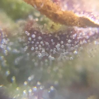 White Widow Auto - картинка 2