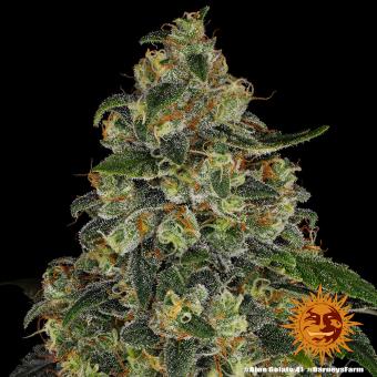 Blue Gelato 41 - картинка 7