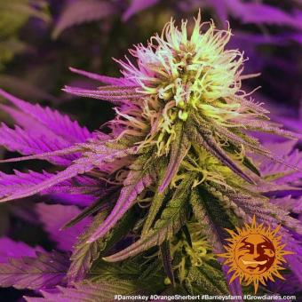 Orange Sherbert - картинка 1
