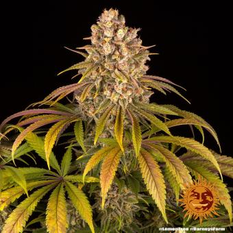 Lemon Tree - картинка 3