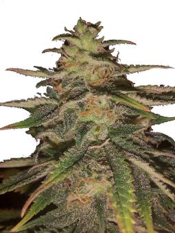 OG Russian genetics - картинка 2