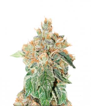 Auto Colorado Cookies - картинка 2
