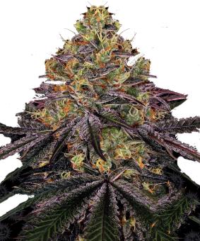 Watermelon Zkittlez - картинка 7
