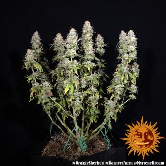 Orange Sherbert - картинка 3