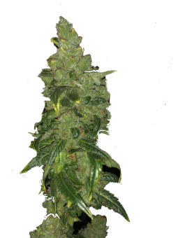 Sour Gorilla Genetics - картинка 4