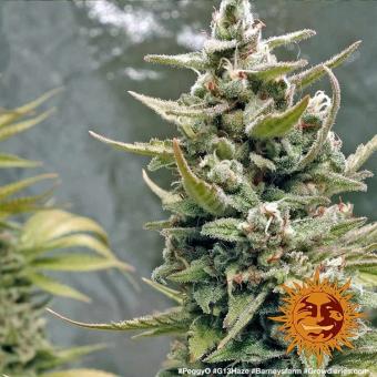 G13 Haze - картинка 1