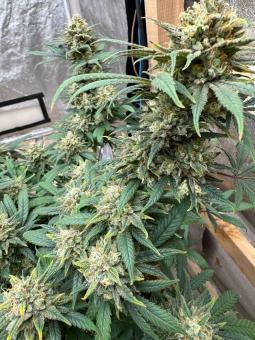 Gorilla Glue G4 - картинка 4