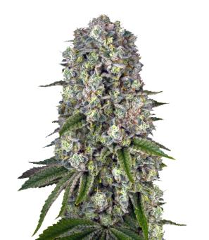 Tropicanna Banana - картинка 12