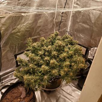 Bubba Kush - картинка 1