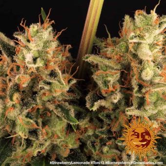 Strawberry Lemonade - картинка 4