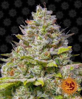 Blue Gelato 41 - картинка 11