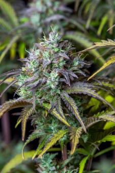 Big Bud Auto - картинка 2