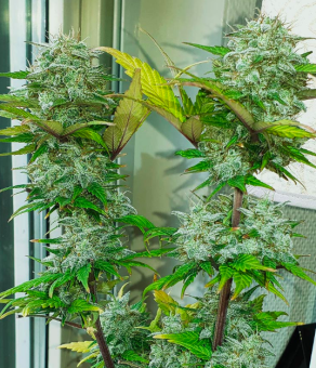 Super Bud Auto - картинка 1