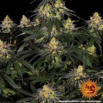 Watermelon Zkittlez - картинка 6
