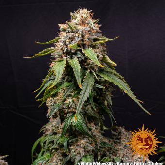 White Widow XXL - картинка 4