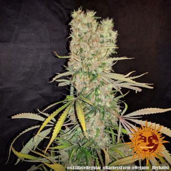G13 Haze - картинка 4