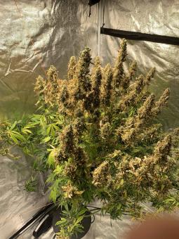 Zkittlez OG Auto - картинка 3