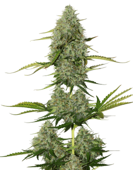 Super Critical Auto - картинка 2