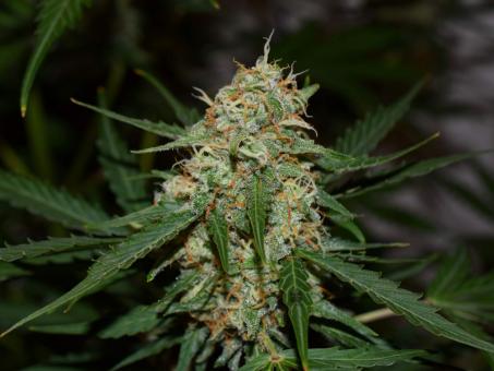 Auto Glueberry O.G. - картинка 4