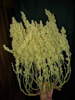 Auto Glueberry O.G. - картинка 6