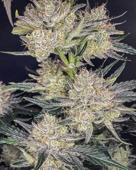Strawberry Gorilla Auto - картинка 3