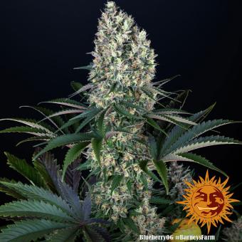 Blueberry OG - картинка 1