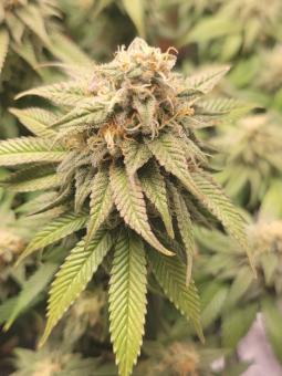 Sour Gorilla Genetics - картинка 3