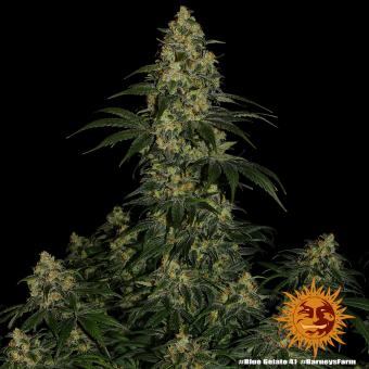 Blue Gelato 41 - картинка 10