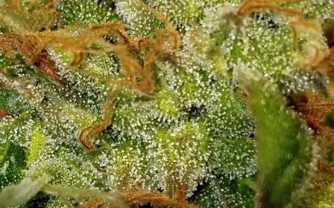 Auto Fresh Candy - картинка 1