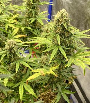 Auto Colorado Cookies - картинка 1