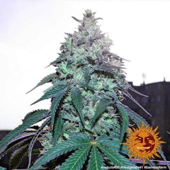Blue Gelato 41 - картинка 2