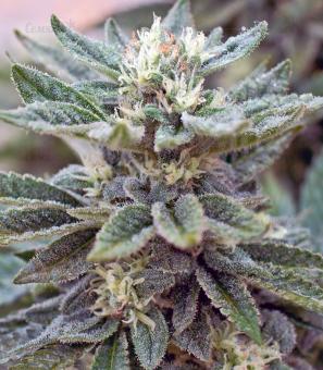 Durban Poison - картинка 2