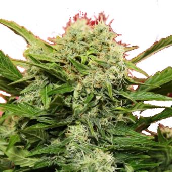Chronic Ryder BX autoreg - картинка 3