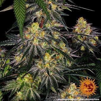 Watermelon Zkittlez - картинка 2