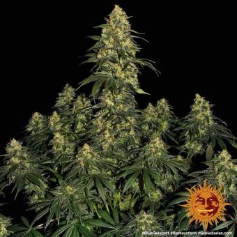 Blue Gelato 41 - картинка 1
