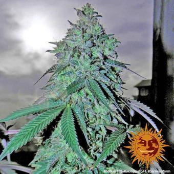Blue Gelato 41 - картинка 3