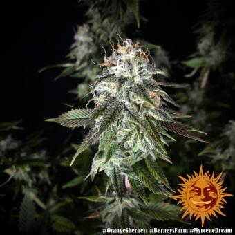 Orange Sherbert - картинка 4