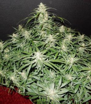 Blue Dream Auto - картинка 2